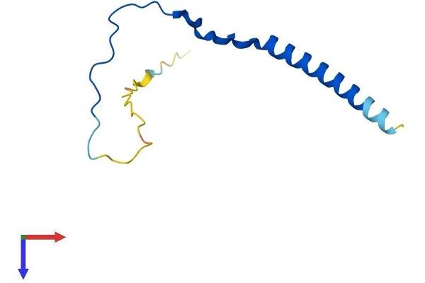 BBIP1 Protein (AA 1-92) (His tag)