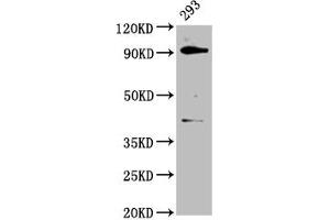 Western Blot Positive WB detected in: 293 whole cell lysate All lanes: DHX15 antibody at 3. (DHX15 Antikörper  (AA 371-502))