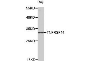 Western blot analysis of extracts of Raji cell line, using TNFRSF14 antibody. (HVEM Antikörper  (AA 39-202))