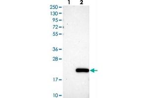 Western blot analysis of Lane 1: Negative control (vector only transfected HEK293T lysate), Lane 2: Over-expression Lysate (Co-expressed with a C-terminal myc-DDK tag (~3. (C11orf1 Antikörper)