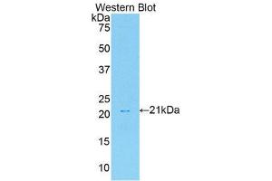 Western Blotting (WB) image for anti-Hepatocyte Growth Factor (Hepapoietin A, Scatter Factor) (HGF) (AA 306-471) antibody (ABIN3209598) (HGF Antikörper  (AA 306-471))