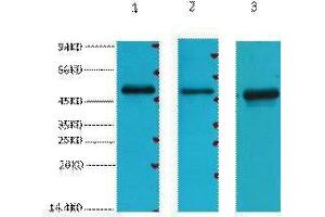 Western Blotting (WB) image for anti-Fumarate Hydratase (FH) antibody (ABIN3178626) (FH Antikörper)