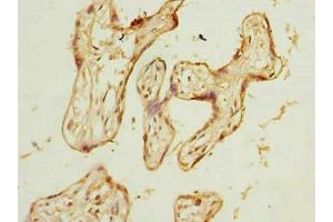 Immunohistochemistry of paraffin-embedded human placenta tissue using ABIN7175802 at dilution of 1:100 (WDR89 Antikörper  (AA 1-387))