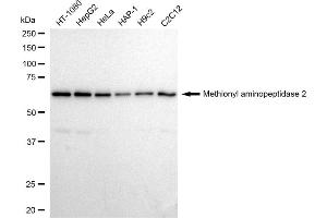 Western blotting analysis using Methionyl aminopeptidase 2 antibody (ABIN7799384).