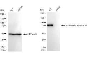 Western blotting analysis using Intraflagellar transport 88 antibody (ABIN7799119). (Rekombinanter IFT88 Antikörper)