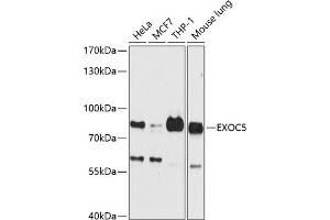 Western blot analysis of extracts of various cell lines, using EXOC5 antibody (ABIN6127884, ABIN6140368, ABIN6140369 and ABIN6224958) at 1:3000 dilution.