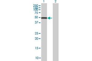NR2E3 antibody  (AA 1-410)