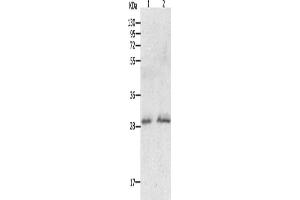 Gel: 12 % SDS-PAGE, Lysate: 60 μg, Lane 1-2: Human fetal liver tissue, hela cells, Primary antibody: ABIN7190766(GCH1 Antibody) at dilution 1/200, Secondary antibody: Goat anti rabbit IgG at 1/8000 dilution, Exposure time: 15 minutes (GCH1 Antikörper)