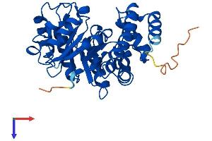 NPL Protein (AA 1-320) (His tag)