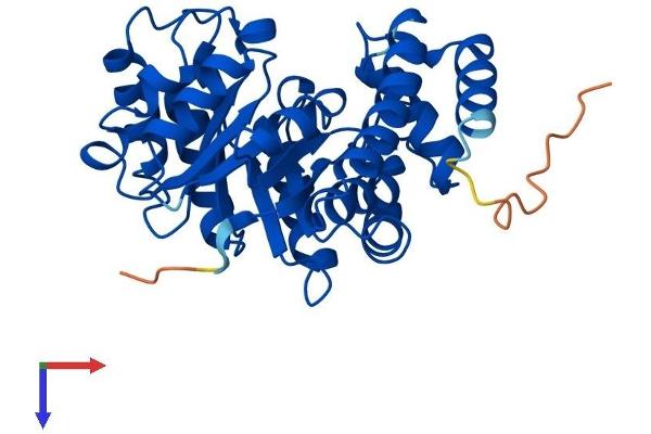 NPL Protein (AA 1-320) (His tag)