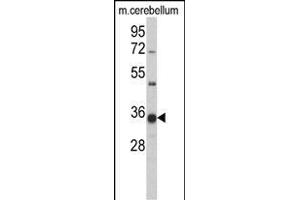 Western blot analysis ofGGPS1 Antibody (C-term) (ABIN389056 and ABIN2839265) in mouse cerbellum tissue lysates (35 μg/lane).