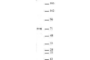SMAD4 antibody (pAb) tested by Western blot. (SMAD4 Antikörper  (N-Term))