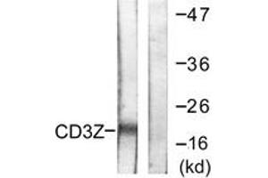 Western Blotting (WB) image for anti-CD247 Molecule (CD247) (AA 111-160) antibody (ABIN2888653) (CD247 Antikörper  (AA 111-160))