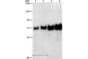 Western blot analysis of 0. (BSA Antikörper)