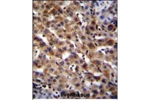 SCA5B Antibody (N-term) (ABIN655215 and ABIN2844826) immunohistochemistry analysis in formalin fixed and raffin embedded human liver tissue followed by peroxidase conjugation of the secondary antibody and DAB staining. (SPACA5B Antikörper  (N-Term))