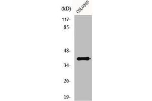Western Blot analysis of HepG2 cells using GPR52 Polyclonal Antibody (GPR52 Antikörper  (C-Term))