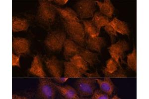 Immunofluorescence analysis of C6 cells using SCRN3 Polyclonal Antibody at dilution of 1:100.