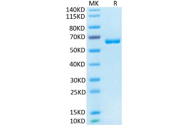 CD2 Protein (CD2) (AA 25-209) (Fc Tag)