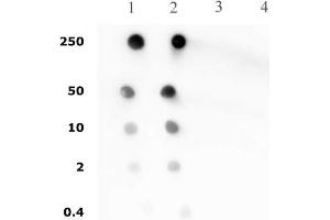 Histone H4 pan-acetyl antibody (pAb) tested by dot blot analysis.