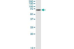 GNS MaxPab rabbit polyclonal antibody. (GNS Antikörper  (AA 1-552))