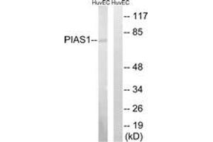 Western blot analysis of extracts from HuvEc cells, using PIAS1 Antibody. (PIAS1 Antikörper  (AA 10-59))