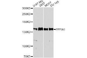 Western blot analysis of extracts of various cell lines, using PPFIA1 antibody.
