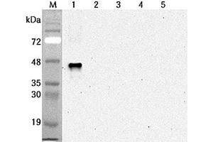 Western blot analysis using anti-Sirtuin 6 (human), mAb (S6R82-2)  at 1:2'000 dilution. (SIRT6 Antikörper)