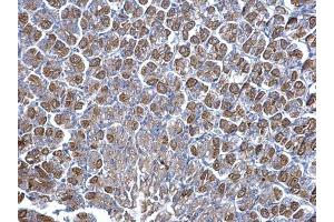 IHC-P Image NNT antibody detects NNT protein at cytosol on mouse stomach by immunohistochemical analysis. (NNT Antikörper  (C-Term))