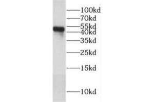 2019 nCOV N protein were subjected to SDS-PAGE followed by western blot with ABIN6952768 (anti- 2019 nCOV N protein Monoclonal antibody) at dilution of 1 μg/mL