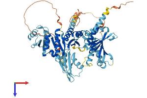 IGF2BP3 Protein (AA 1-579) (His tag)