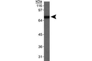 Western blot analysis of Scarb1 (80kDa) from mouse testis lysate total protein using Scarb1 polyclonal antibody .