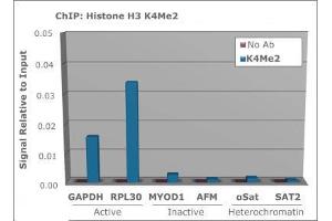 Chromatin Immunoprecipitation (ChIP) image for anti-Histone 3 (H3) (H3K4me2) antibody (ABIN5706771)