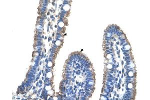C9ORF127 antibody was used for immunohistochemistry at a concentration of 4-8 ug/ml to stain Epithelial cells of intestinal villus (arrows) in Human Intestine. (TMEM8B Antikörper  (Middle Region))