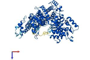 RRM1 Protein (AA 1-792) (His tag)