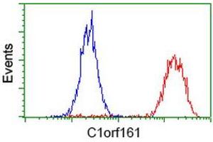 Image no. 3 for anti-Mab-21-Like 3 (MAB21L3) antibody (ABIN1497030) (MAB21L3 Antikörper)