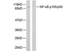 Western blot analysis of extracts from HeLa cells, using NF-kappaB p105/p50 (Phospho-Ser893) Antibody. (NFKB1 Antikörper  (pSer893))