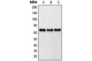 Western blot analysis of Paxillin expression in A431 (A), HeLa (B), NIH3T3 (C) whole cell lysates. (Paxillin Antikörper  (Center))
