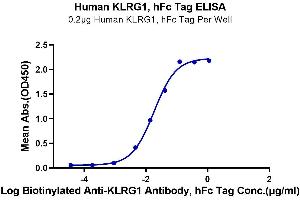 Immobilized Human KLRG1, hFc Tag at 2 μg/mL (100 μL/Well) on the plate. (KLRG1 Protein (AA 60-195) (Fc Tag))