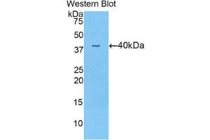 Western Blotting (WB) image for anti-Angiopoietin 4 (ANGPT4) (AA 32-144) antibody (ABIN3208133) (Angiopoietin 4 Antikörper  (AA 32-144))
