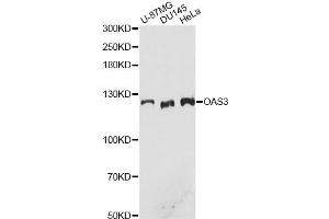 Western blot analysis of extracts of various cell lines, using OAS3 antibody. (OAS3 Antikörper)