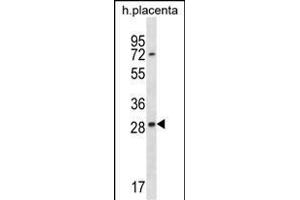 EAN57 Antibody (N-term) (ABIN1538801 and ABIN2848474) western blot analysis in human placenta tissue lysates (35 μg/lane). (TEX33 Antikörper  (N-Term))