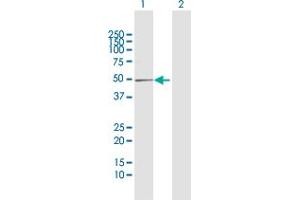 Western Blotting (WB) image for anti-Bone Morphogenetic Protein/retinoic Acid Inducible Neural-Specific 1 (BRINP1) (AA 1-320) antibody (ABIN514883)