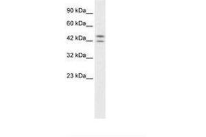 Image no. 1 for anti-Period Homolog 3 (PER3) (AA 104-153) antibody (ABIN6735888) (PER3 Antikörper  (AA 104-153))