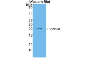 Western Blotting (WB) image for anti-Tumor Necrosis Factor (Ligand) Superfamily, Member 15 (TNFSF15) (AA 70-230) antibody (ABIN7442315)