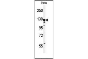 Western blot analysis of GTSE1 Antibody (C-term) in Hela cell line lysates (35ug/lane). (GTSE1 Antikörper  (C-Term))