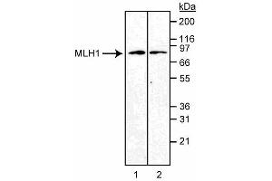 Western blot analysis of MLH1. (MLH1 Antikörper)