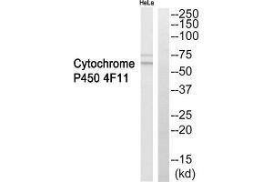Western blot analysis of extracts from HeLa cells, using Cytochrome P450 4F11 antibody. (CYP4F11 Antikörper  (Internal Region))