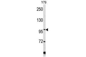 Image no. 1 for anti-Collagen, Type VI (COL6) (C-Term), (Chain alpha 1) antibody (ABIN452856) (COL6 Antikörper  (C-Term, Chain alpha 1))
