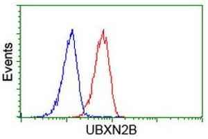 Image no. 4 for anti-UBX Domain Protein 2B (UBXN2B) antibody (ABIN1501660) (UBXN2B Antikörper)