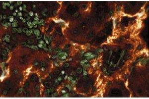 Immunoflourescence staining of rabbit kidney. (ARAF Antikörper  (AA 183-199))